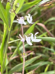 Equilabium laxiflorum image