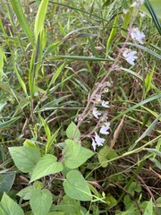 Equilabium laxiflorum image