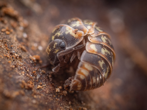 Beautiful Pill Woodlouse, photo 2 of 10