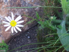 Felicia bergeriana