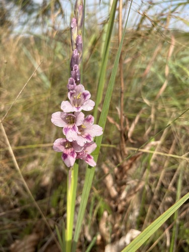 Gladiolus crassifolius image