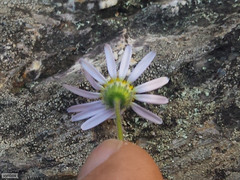 Felicia bergeriana