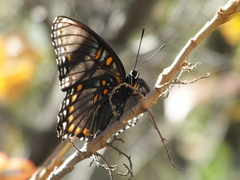 Limenitis arthemis arizonensis