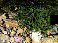 Pelargonium capillare