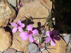 Pelargonium capillare