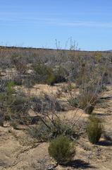 Leucadendron brunioides brunioides