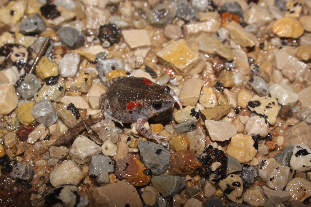Alexandria Toadlet