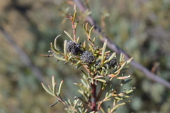 Leucadendron brunioides brunioides