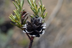 Leucadendron brunioides brunioides