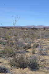 Leucadendron brunioides brunioides
