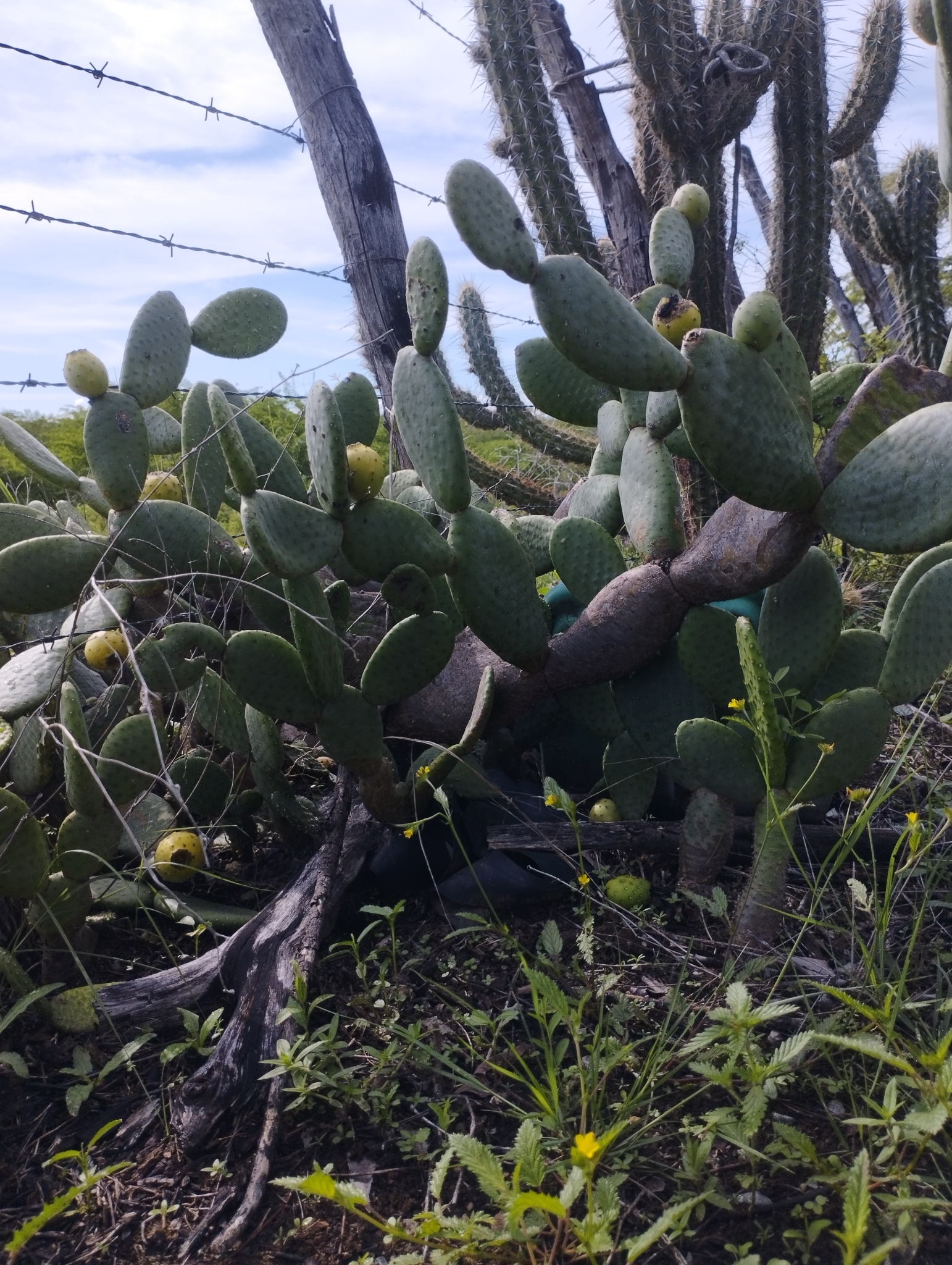 Tacinga inamoena
