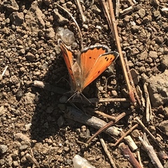 Lycaena clarki