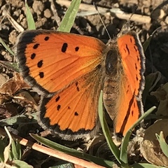 Lycaena clarki