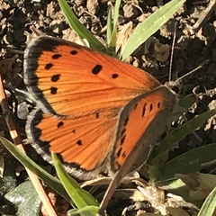 Lycaena clarki