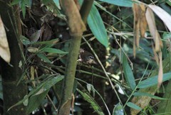 Cyanoderma melanothorax baliense