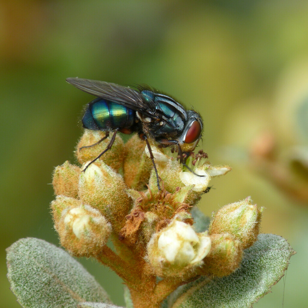 New World Screw-worm Fly from Guasca, Cundinamarca, Colombia on April ...