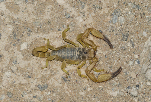 Opistophthalmus cavimanus · iNaturalist