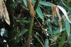 Cyanoderma melanothorax baliense