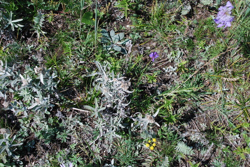 Image of Leontopodium leontopodioides by (c) Татьяна Максимова, some rights reserved (CC BY)