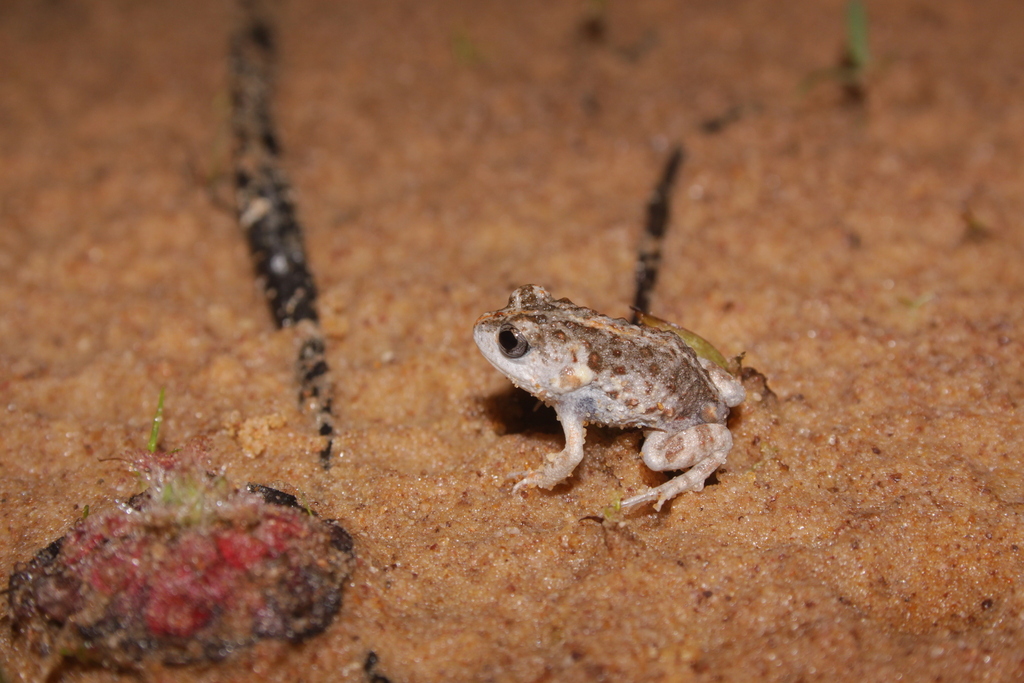 Howard River Toadlet
