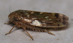Xestocephalus similis