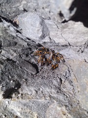 Diphyus quadripunctorius