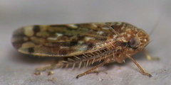 Xestocephalus similis