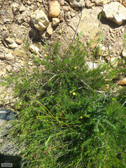 Aspalathus bracteata