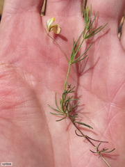 Aspalathus bracteata