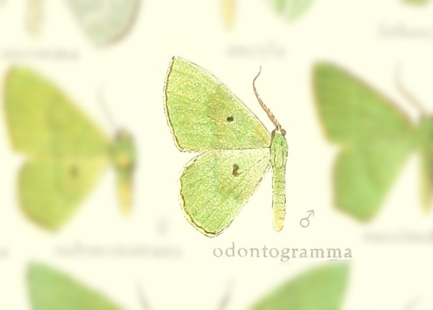 Ornithospila odontogramma