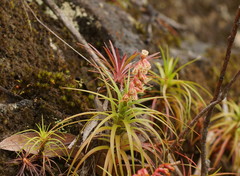 Dracophyllum secundum