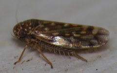 Xestocephalus superbus