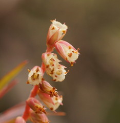 Dracophyllum secundum