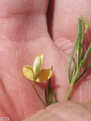 Aspalathus bracteata