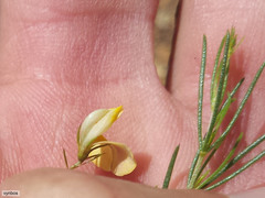 Aspalathus bracteata