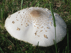 Chlorophyllum molybdites image