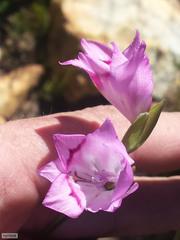 Gladiolus inflatus
