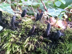 Xylaria polymorpha