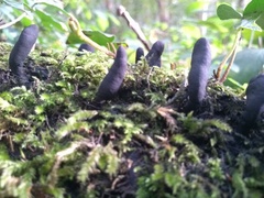 Xylaria polymorpha