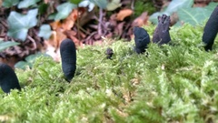Xylaria polymorpha