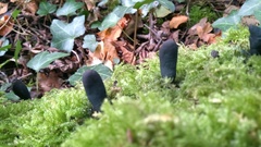Xylaria polymorpha