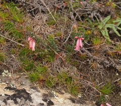 Epacris reclinata