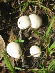 Lycoperdon perlatum image