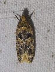 Barea melanodelta
