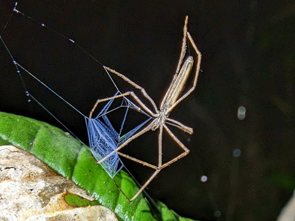 Deinopis lamia