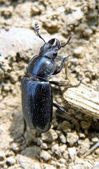 Platycerus caprea