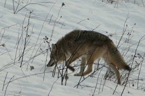 Coyote photographed in Vermont