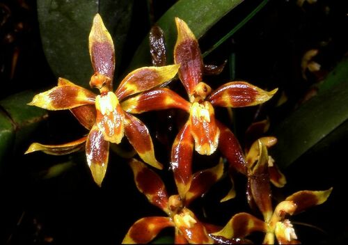 Cruentoides Oncidium