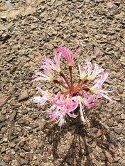 Brunsvigia comptonii