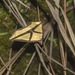 Pseudopanthera flavaria - Photo (c) pikasu, algunos derechos reservados (CC BY-NC), subido por pikasu